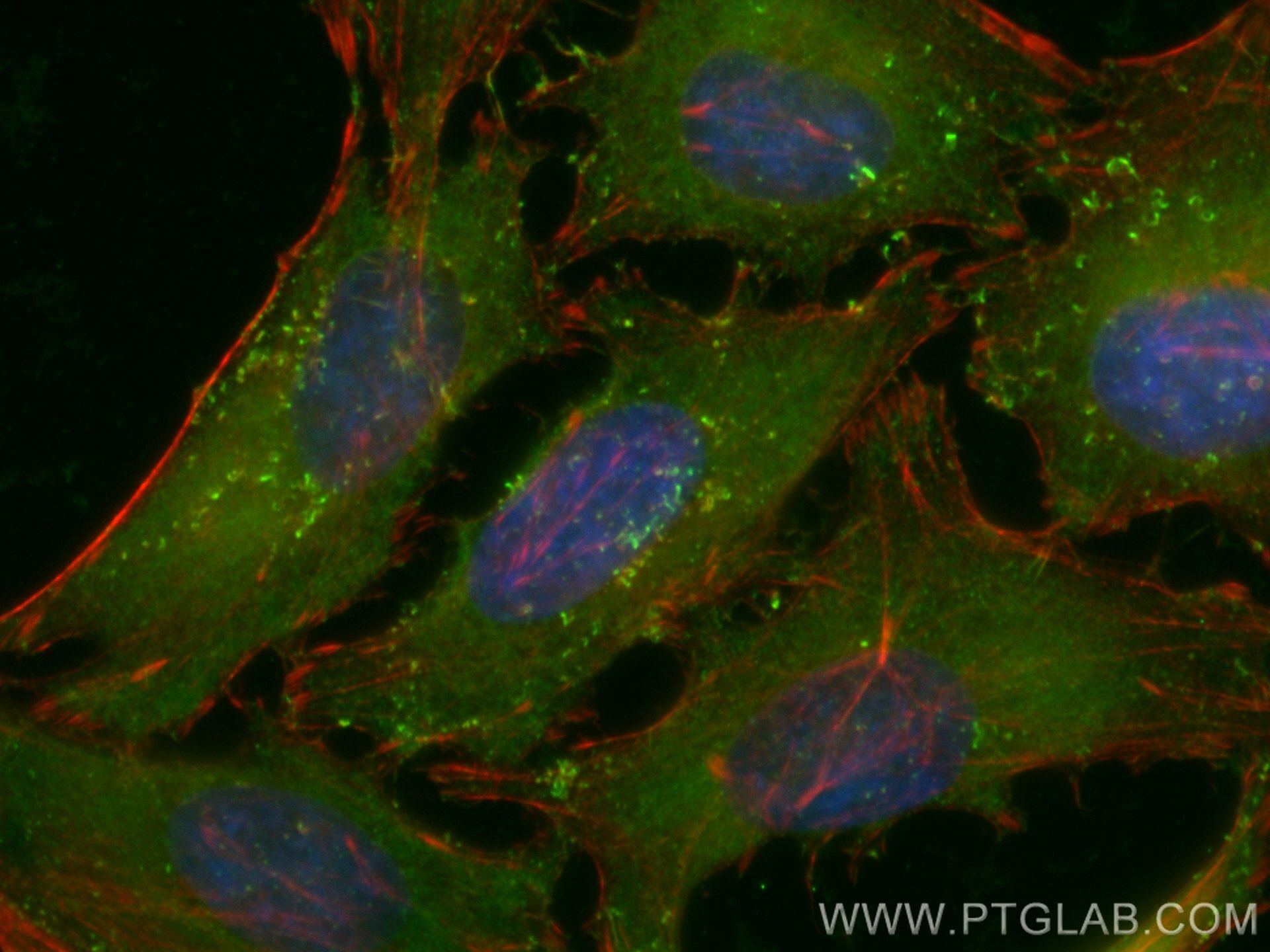 Immunofluorescence (IF) / fluorescent staining of HeLa cells using CoraLite® Plus 488-conjugated PKC Iota Monoclonal  (CL488-66493)