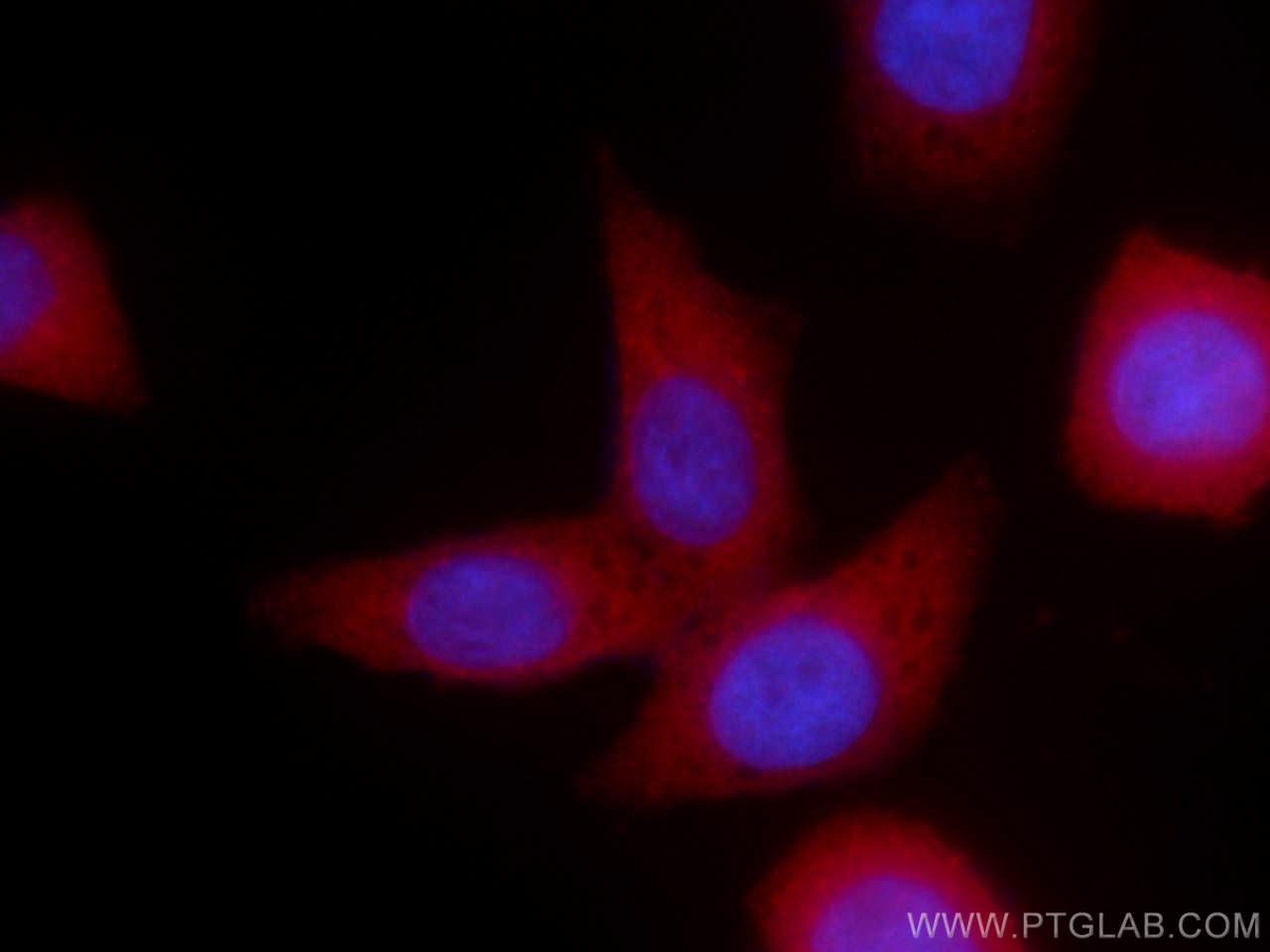 Immunofluorescence (IF) / fluorescent staining of HeLa cells using CoraLite®594-conjugated PKC Iota Monoclonal antibo (CL594-66493)