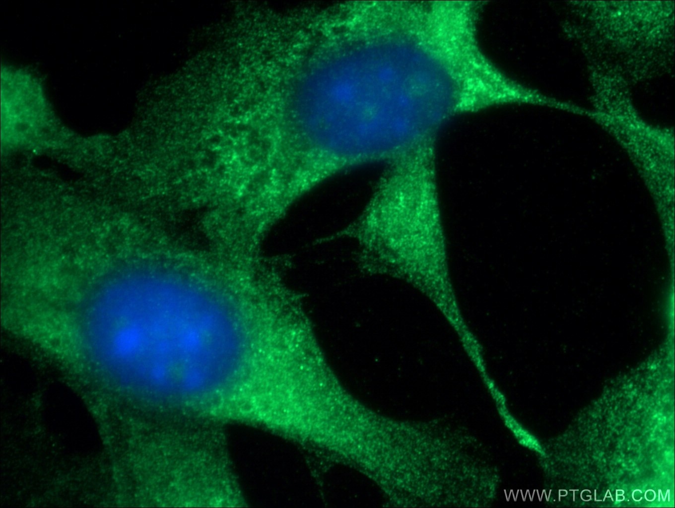 Immunofluorescence (IF) / fluorescent staining of NIH/3T3 cells using PKC Zeta Polyclonal antibody (26899-1-AP)