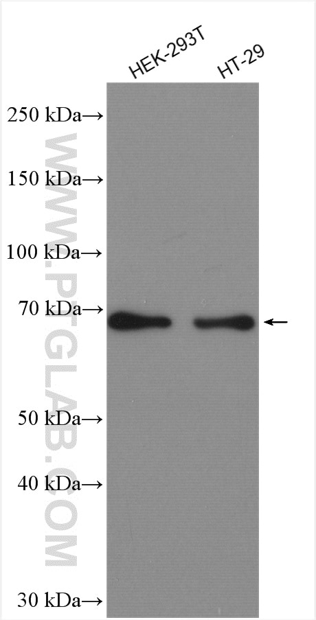 Western Blot (WB) analysis of various lysates using PKC Zeta Polyclonal antibody (26899-1-AP)