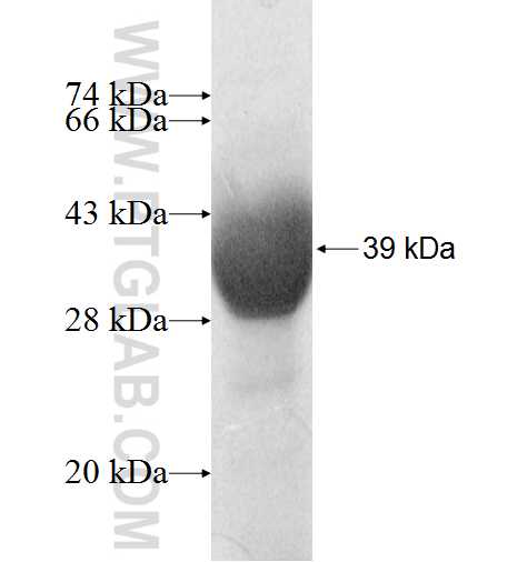 PKD1L2 fusion protein Ag9443 SDS-PAGE
