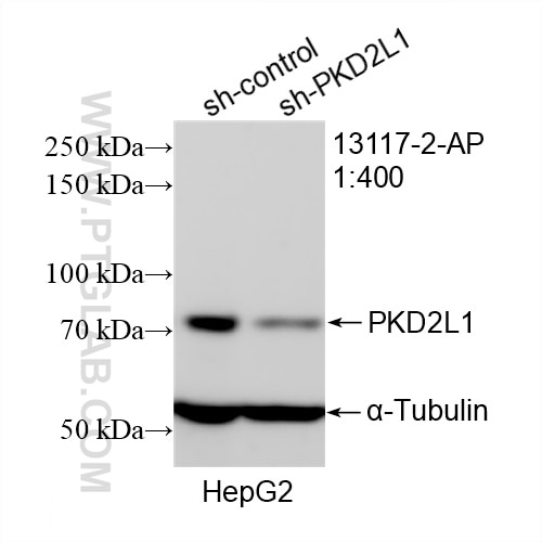Western Blot (WB) analysis of HepG2 cells using PKD2L1 Polyclonal antibody (13117-2-AP)