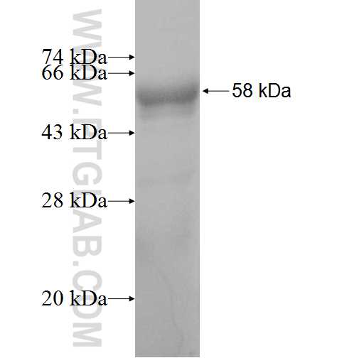 PKD2L1 fusion protein Ag3807 SDS-PAGE