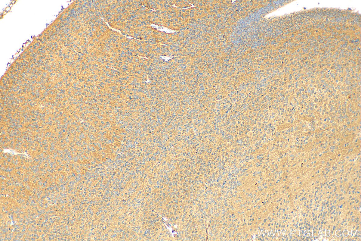 Immunohistochemistry (IHC) staining of mouse embryo tissue using PKIA Polyclonal antibody (11743-1-AP)