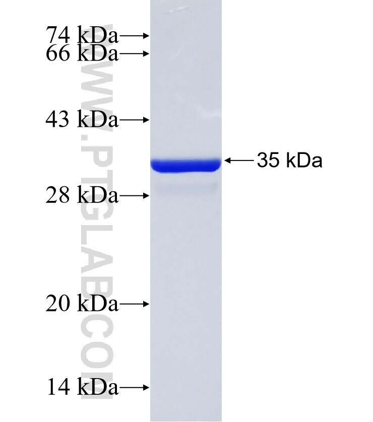 PKIA fusion protein Ag35146 SDS-PAGE