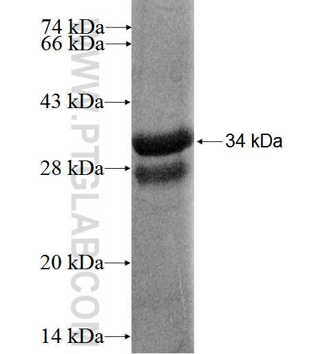 PKIA fusion protein Ag2338 SDS-PAGE