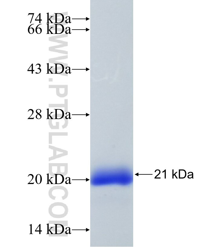 PKIB fusion protein Ag35316 SDS-PAGE