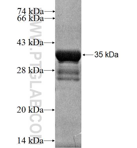 PKIB fusion protein Ag2541 SDS-PAGE