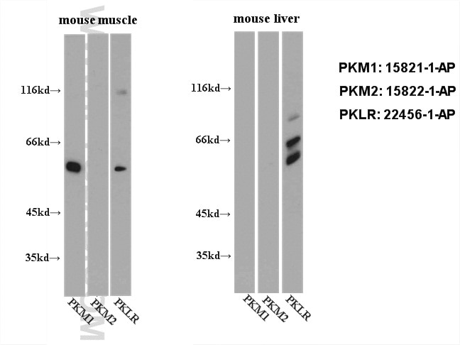 Western Blot (WB) analysis of mouse muscle/liver tissue using PKLR Polyclonal antibody (22456-1-AP)