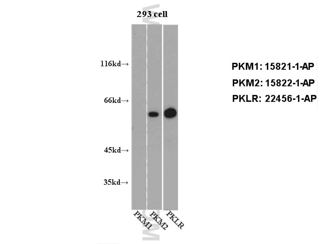 WB analysis of 293 cell using 22456-1-AP