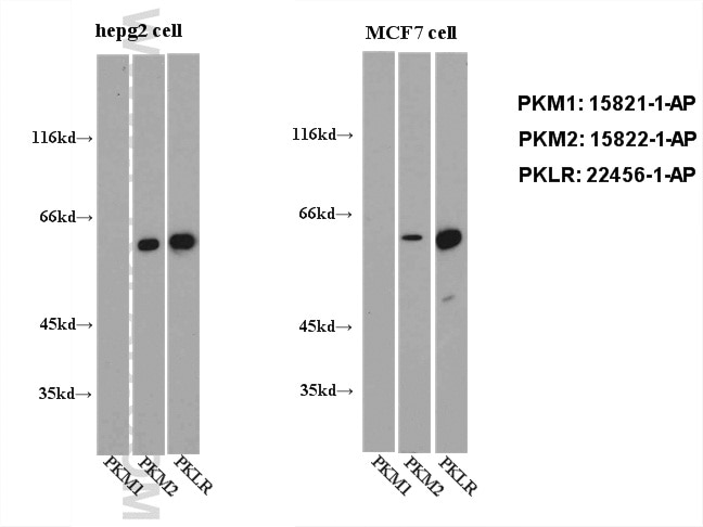 Western Blot (WB) analysis of HepG2.MCF7 cells using PKLR Polyclonal antibody (22456-1-AP)
