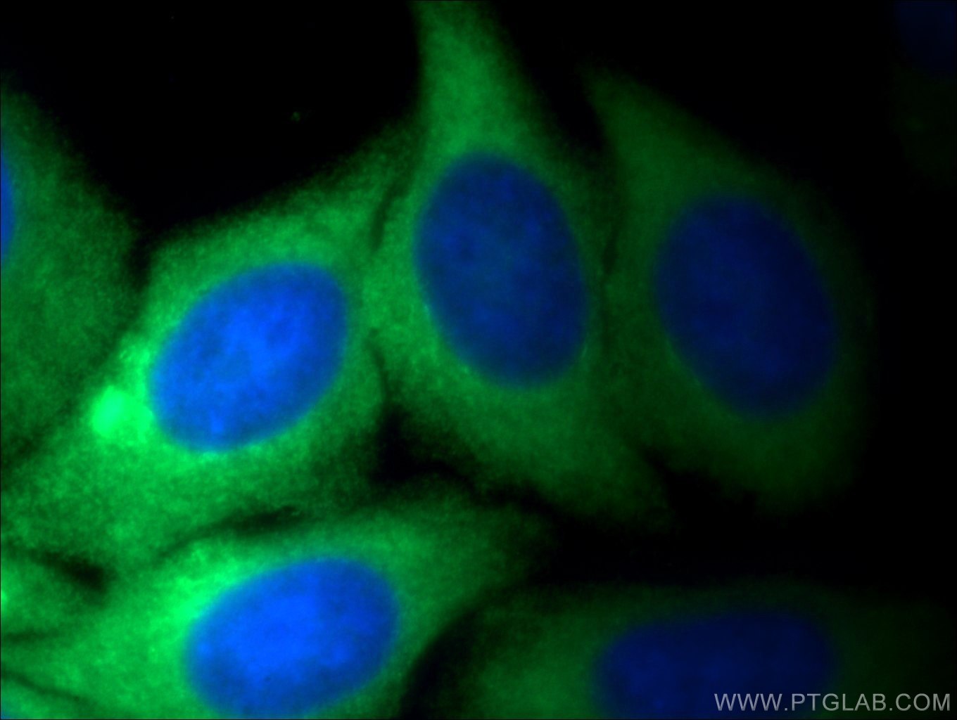 Immunofluorescence (IF) / fluorescent staining of HeLa cells using PKM Polyclonal antibody (25659-1-AP)