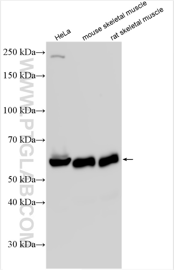 WB analysis using 25659-1-AP