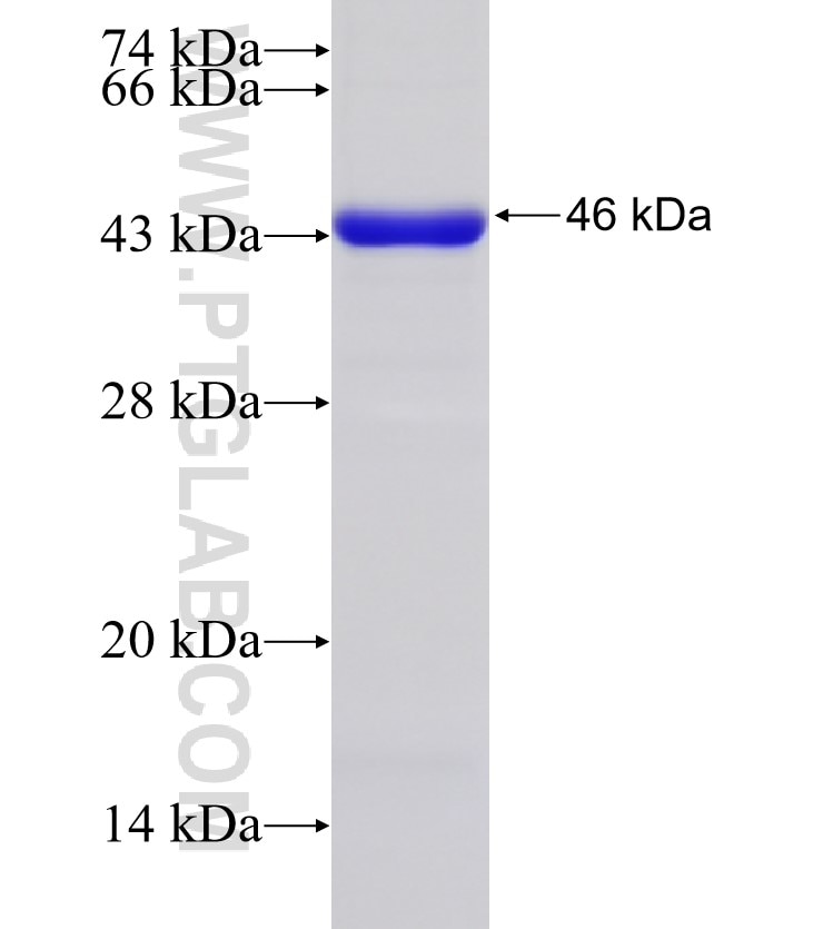 PKM1 fusion protein Ag24549 SDS-PAGE
