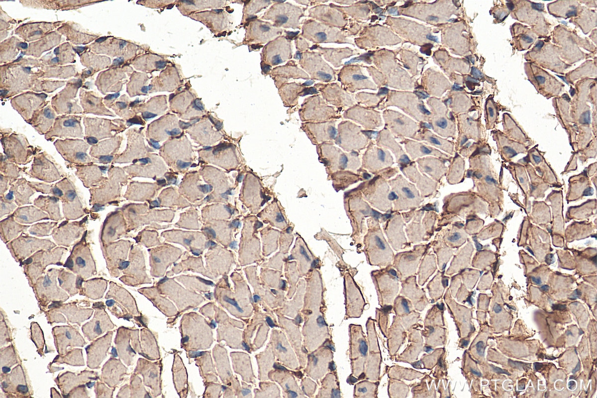 Immunohistochemistry (IHC) staining of mouse heart tissue using PKM1-specific Polyclonal antibody (15821-1-AP)