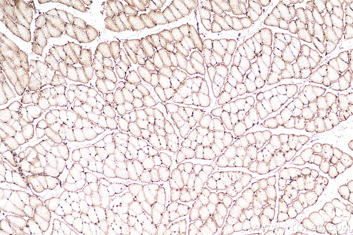 Immunohistochemistry (IHC) staining of mouse skeletal muscle tissue using Biotin-conjugated PKM1-specific Polyclonal antibod (Biotin-15821)