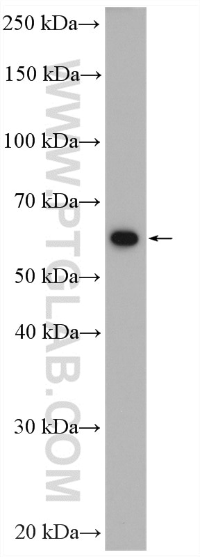 WB analysis of HepG2 using 10078-2-AP