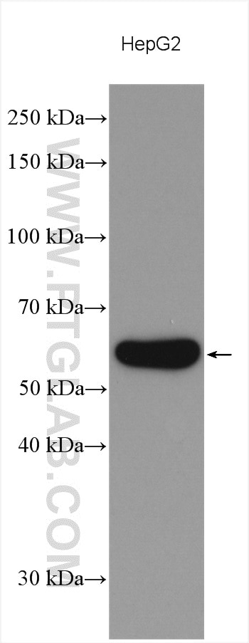 Western Blot (WB) analysis of various lysates using PKM Polyclonal antibody (10078-2-AP)