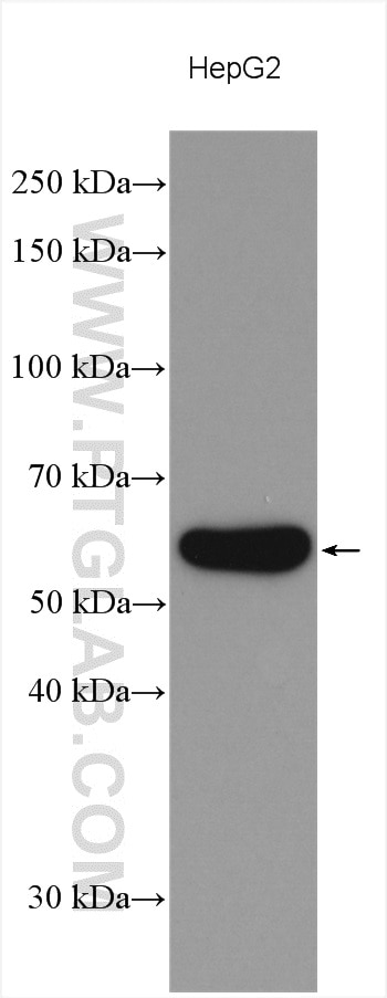 WB analysis using 10078-2-AP