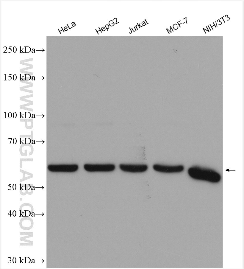 Western Blot (WB) analysis of various lysates using PKM Polyclonal antibody (10078-2-AP)