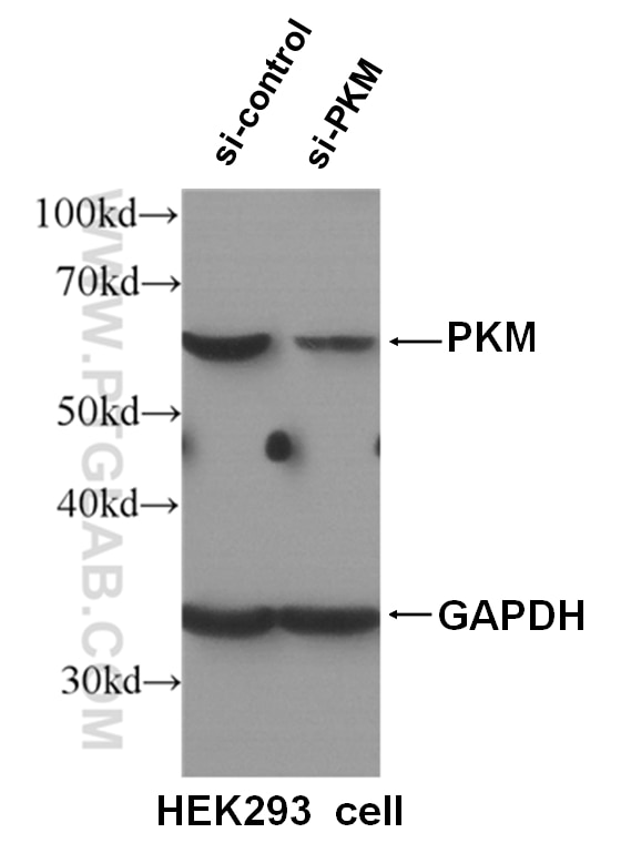 WB analysis of HEK-293 cells using 10078-2-AP