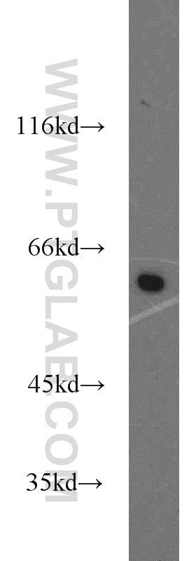 WB analysis of HepG2 using 10078-2-AP