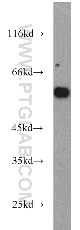 WB analysis of NIH/3T3 using 10078-2-AP