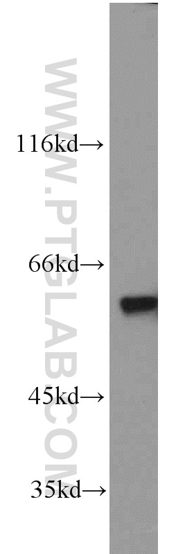 WB analysis of HEK-293 using 10078-2-AP