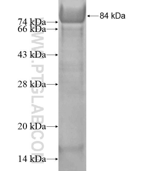 PKM fusion protein Ag20136 SDS-PAGE