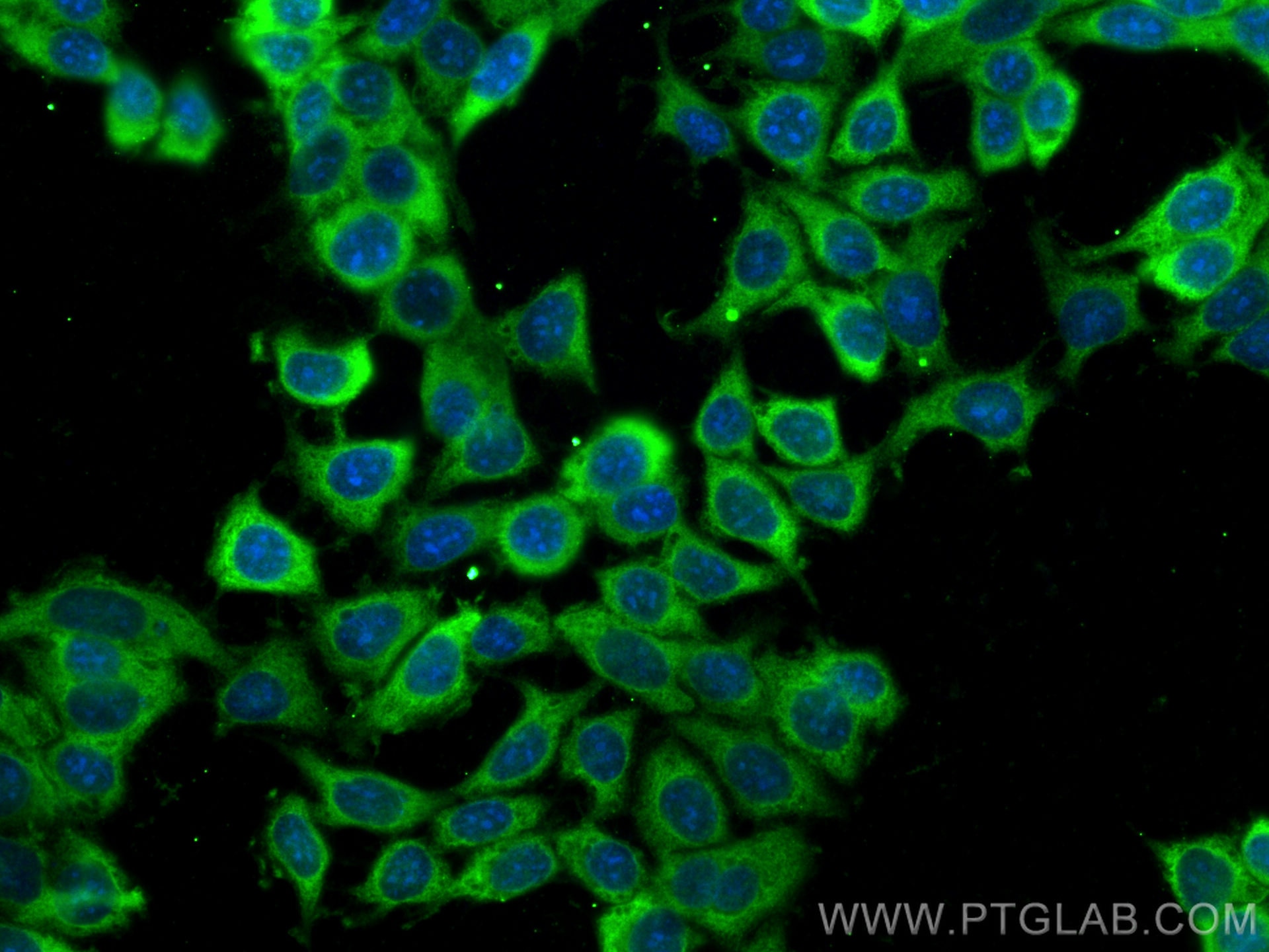Immunofluorescence (IF) / fluorescent staining of MCF-7 cells using PKM2-specific Polyclonal antibody (15822-1-AP)