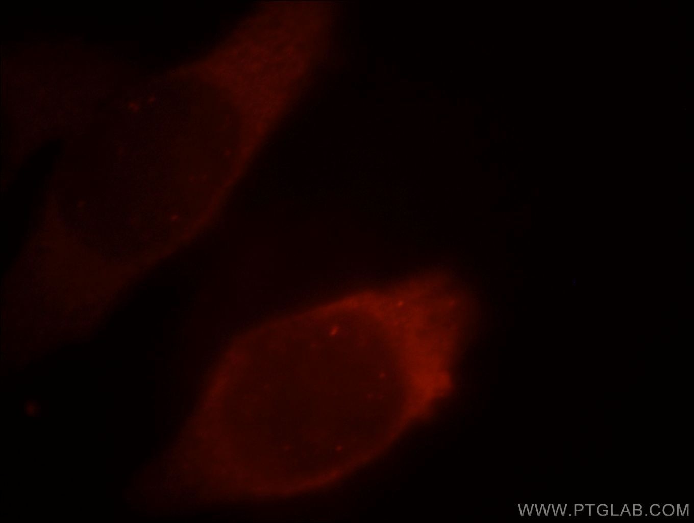 Immunofluorescence (IF) / fluorescent staining of MCF-7 cells using PKM2-specific Polyclonal antibody (15822-1-AP)
