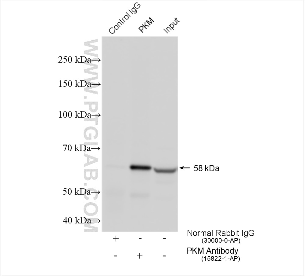 Immunoprecipitation (IP) experiment of A549 cells using PKM2-specific Polyclonal antibody (15822-1-AP)