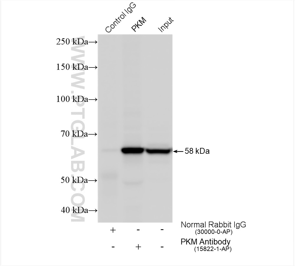 Immunoprecipitation (IP) experiment of MCF-7 cells using PKM2-specific Polyclonal antibody (15822-1-AP)