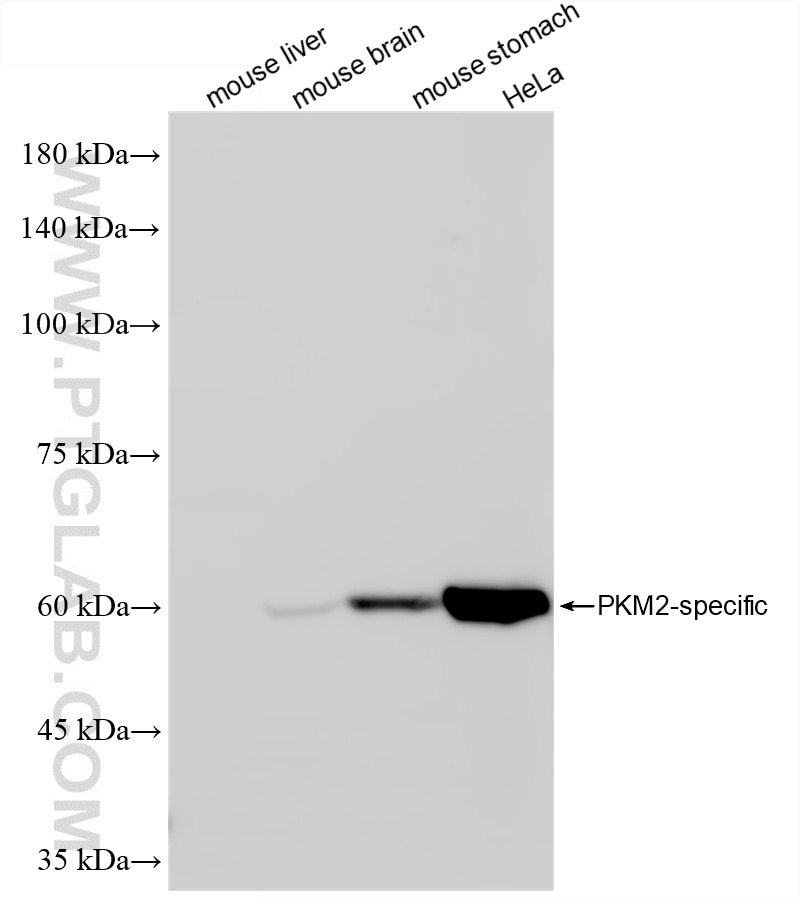 Western Blot (WB) analysis of various lysates using PKM2-specific Recombinant monoclonal antibody (84451-1-RR)
