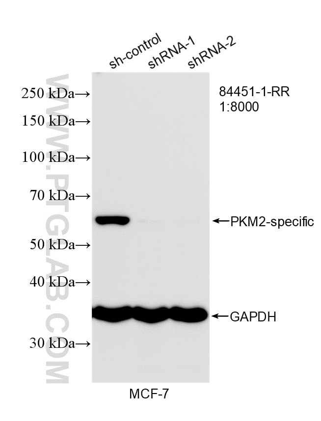 WB analysis of MCF-7 using 84451-1-RR Western Blot (WB) analysis of MCF-7 cells using PKM2-specific Recombinant monoclonal antibody (84451-1-RR)