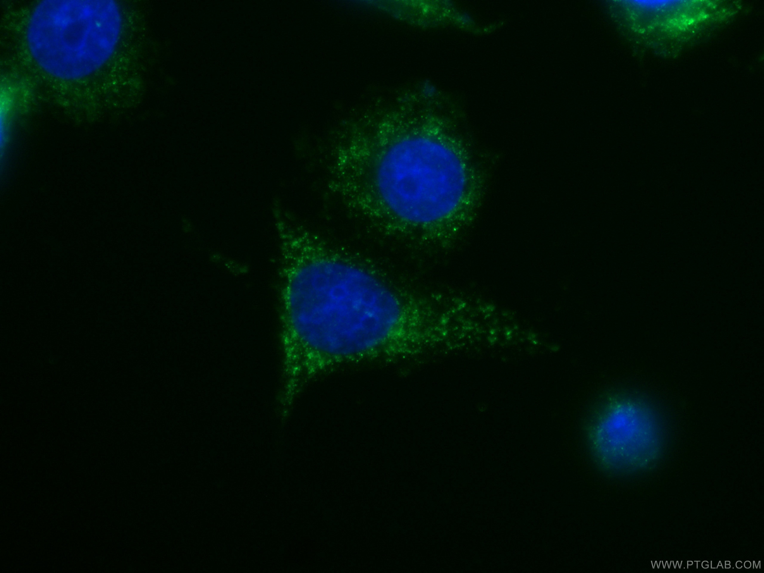 IF Staining of HepG2 using CL488-60268