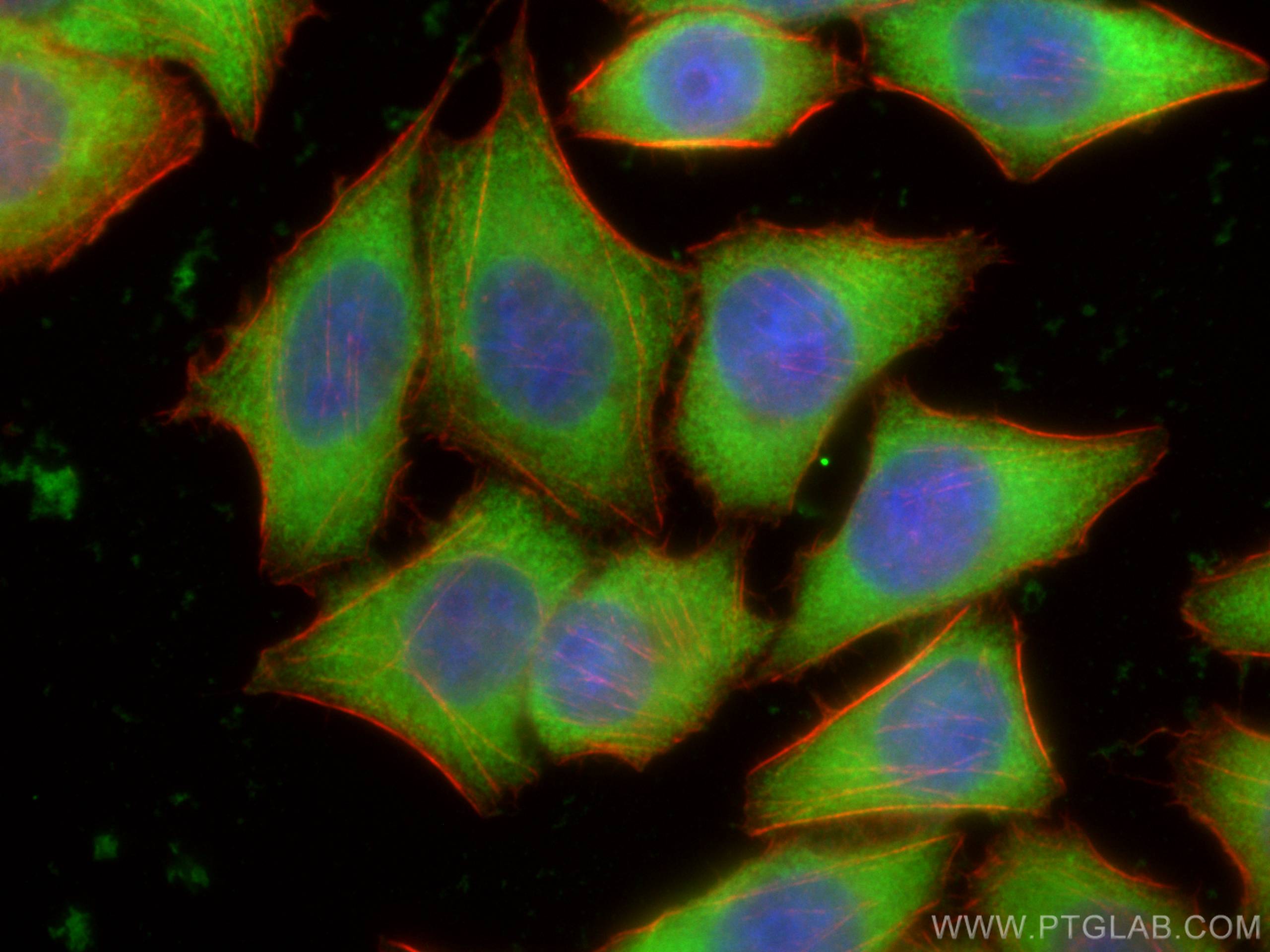 Immunofluorescence (IF) / fluorescent staining of L02 cells using CoraLite® Plus 488-conjugated PKM2-specific Monocl (CL488-60268)