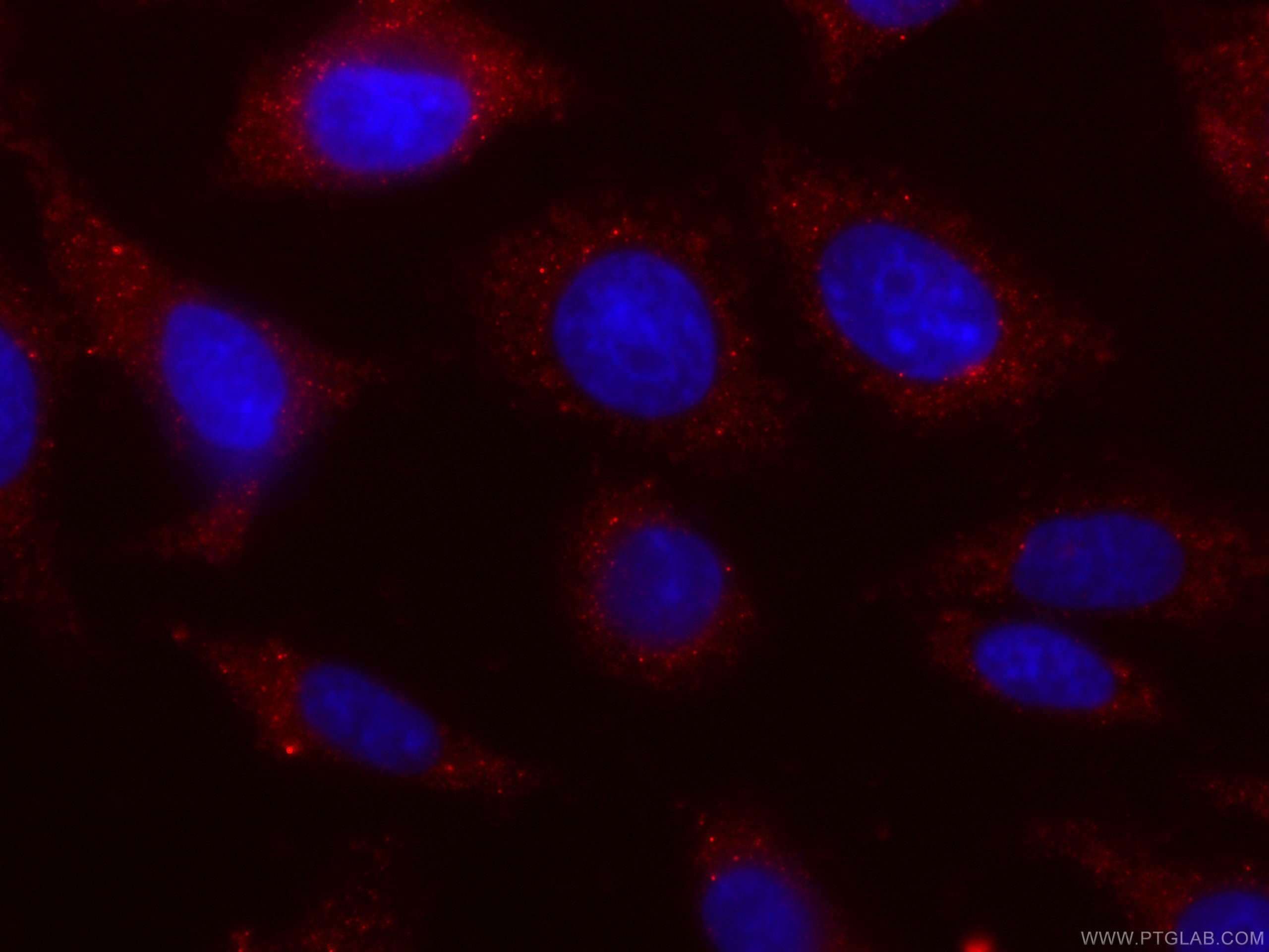 IF Staining of HepG2 using CL594-60268