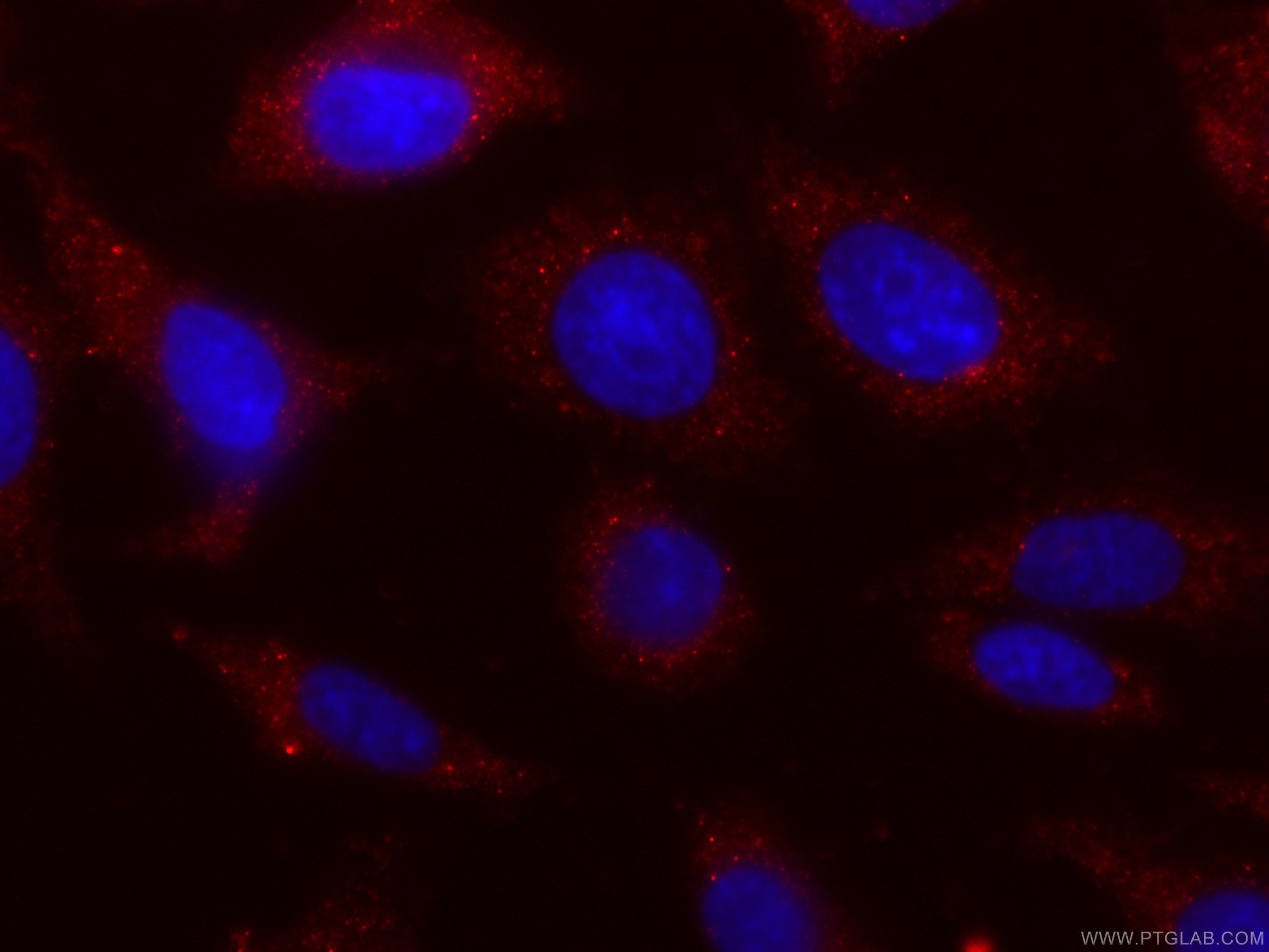 Immunofluorescence (IF) / fluorescent staining of HepG2 cells using CoraLite®594-conjugated PKM2-specific Monoclonal a (CL594-60268)