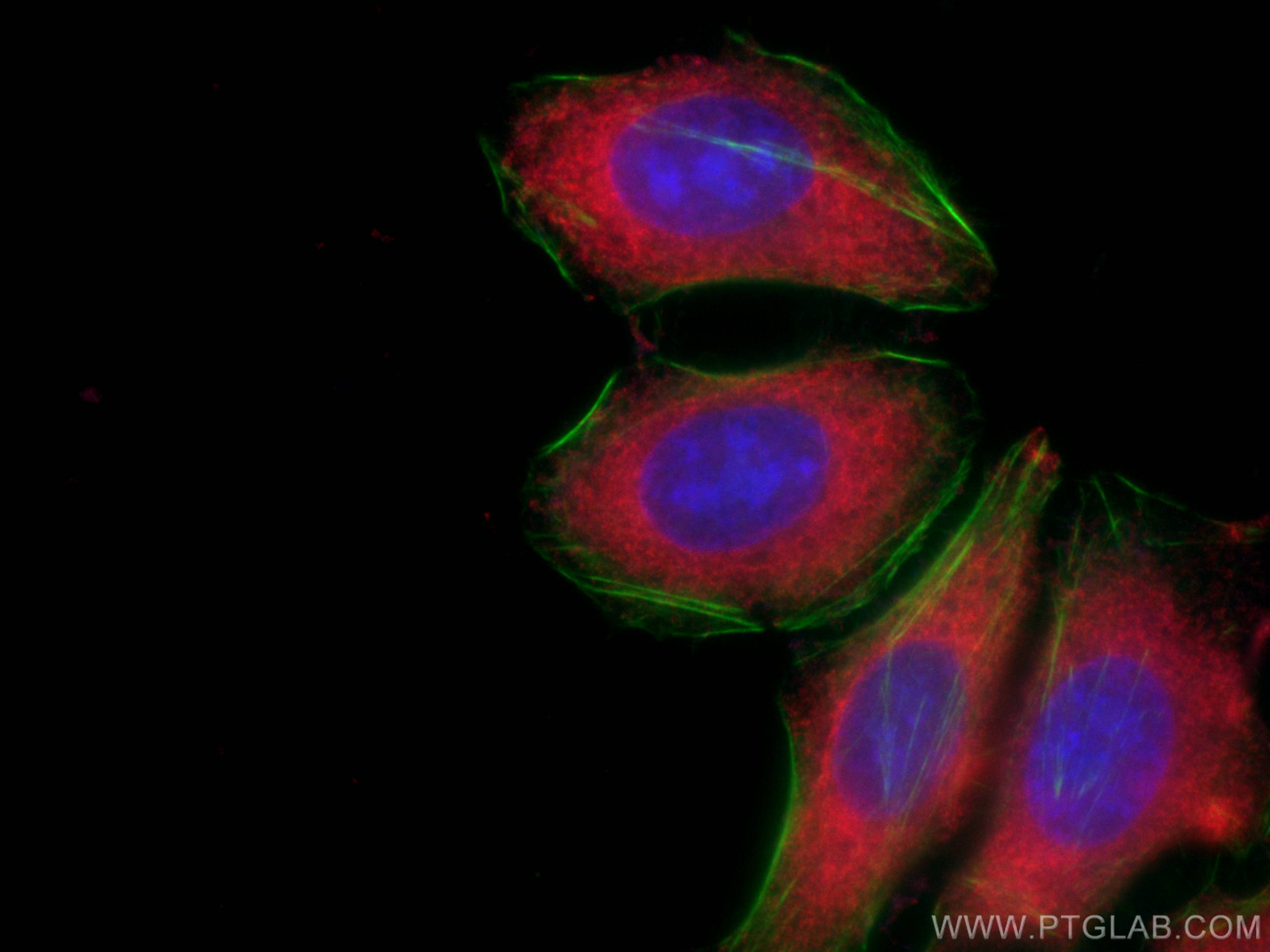Immunofluorescence (IF) / fluorescent staining of HepG2 cells using CoraLite®594-conjugated PKM2-specific Monoclonal a (CL594-60268)