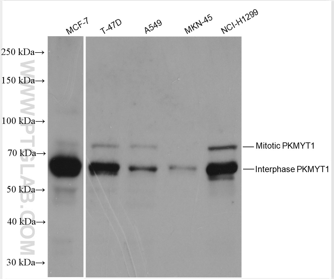 Western Blot (WB) analysis of various lysates using PKMYT1 Polyclonal antibody (29489-1-AP)