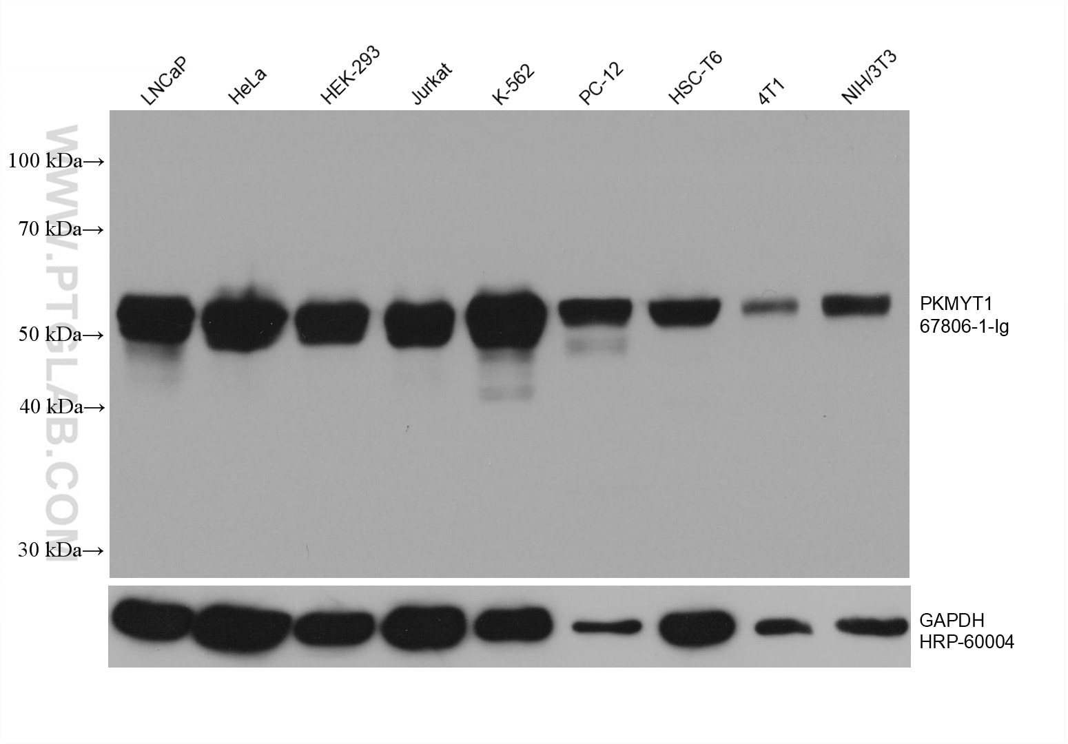 Western Blot (WB) analysis of various lysates using PKMYT1 Monoclonal antibody (67806-1-Ig)