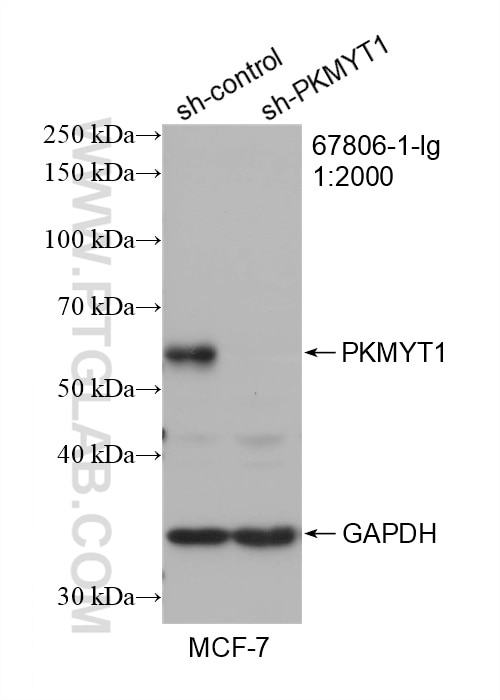 Western Blot (WB) analysis of MCF-7 cells using PKMYT1 Monoclonal antibody (67806-1-Ig)