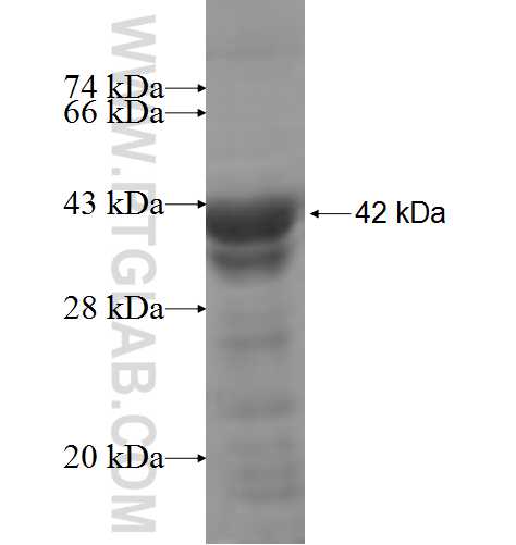 PKN1 fusion protein Ag5086 SDS-PAGE