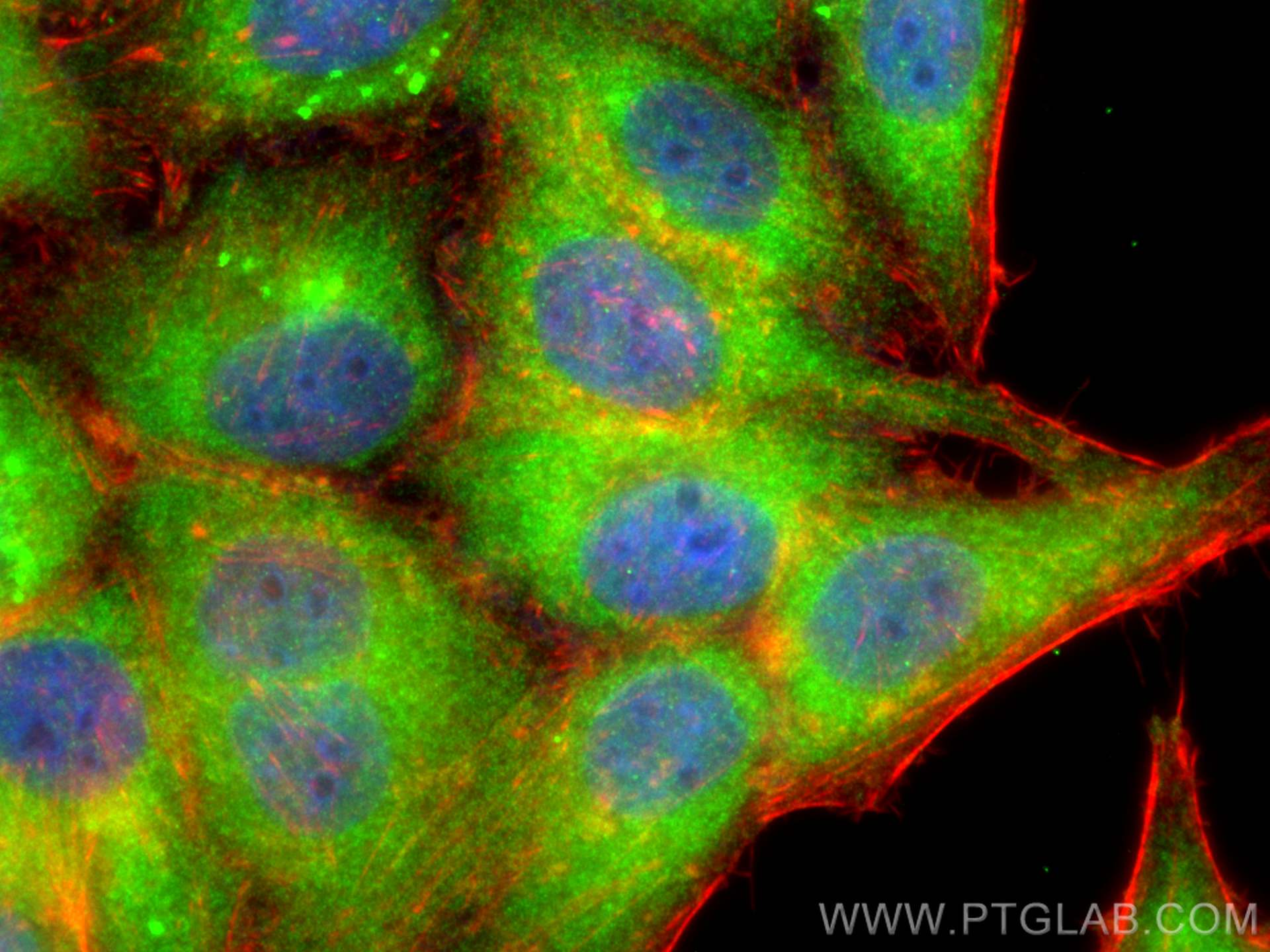 Immunofluorescent analysis of (-20°C Ethanol) fixed HepG2 cells using PKN2 antibody (14608-1-AP) at dilution of 1:400 and CoraLite®488-Conjugated AffiniPure Goat Anti-Rabbit IgG(H+L), CL594-Phalloidin (red). Immunofluorescence (IF) / fluorescent staining of HepG2 cells using PKN2 Polyclonal antibody (14608-1-AP)