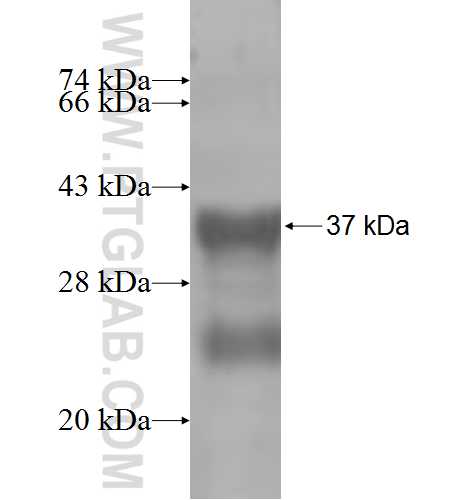 PKN2 fusion protein Ag6164 SDS-PAGE