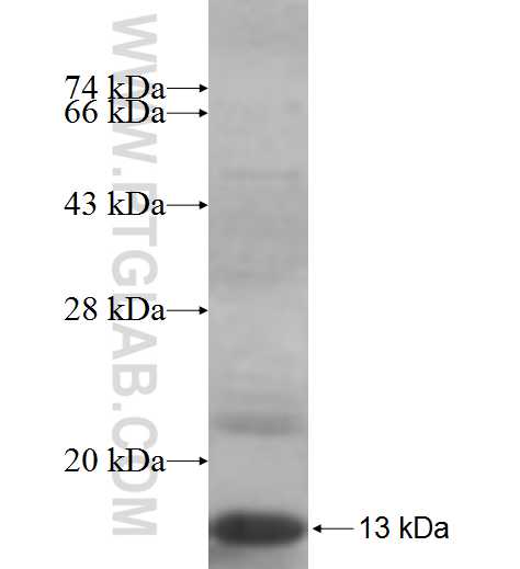 PKN2 fusion protein Ag6624 SDS-PAGE