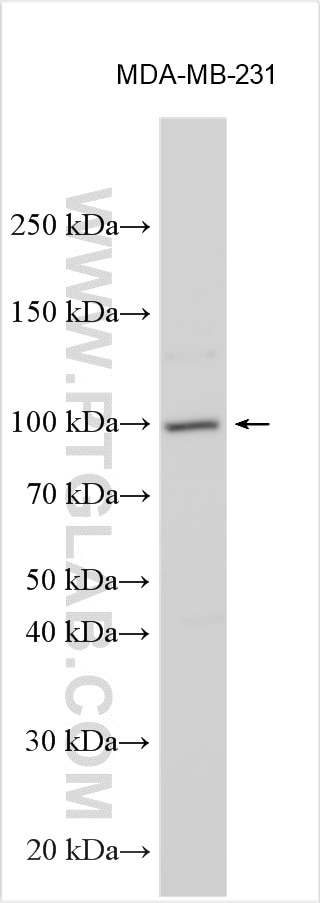 Western Blot (WB) analysis of various lysates using PKN3 Polyclonal antibody (16904-1-AP)