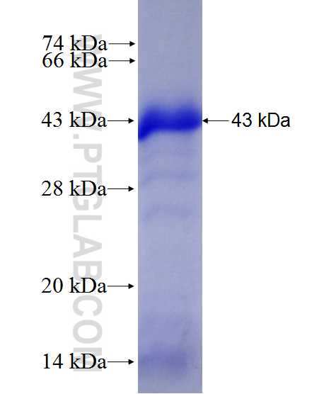 PKN3 fusion protein Ag10495 SDS-PAGE