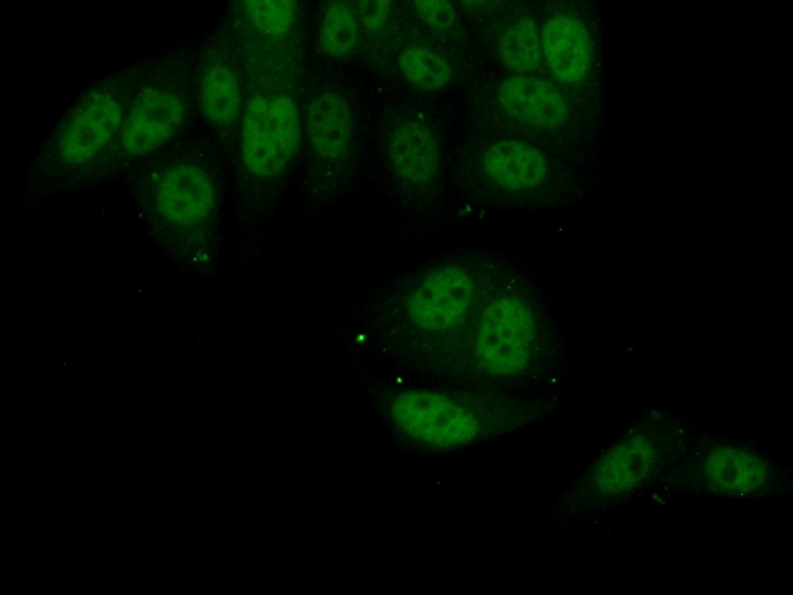 Immunofluorescence (IF) / fluorescent staining of HepG2 cells using PKNOX1 Polyclonal antibody (10614-1-AP)